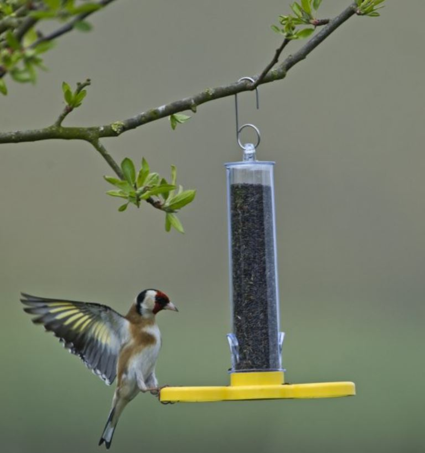 Goldfinch Finder / Finkenfütterer